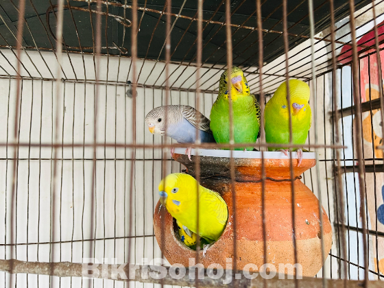 বাজীগার পাখি